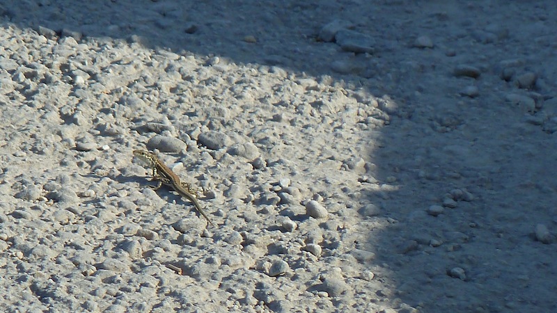 Lizard 1.JPG